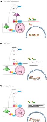 A pathogenic variant in the FLCN gene presenting with pure dementia: is autophagy at the intersection between neurodegeneration and cancer?